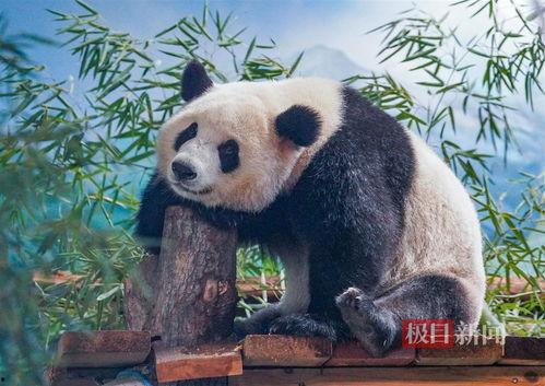 娱乐吃瓜酱功勋大熊猫,国宝传奇，熊猫界的明星风采