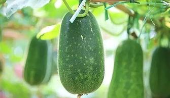 八月娱乐吃瓜,瓜田李下，明星秘闻大揭秘